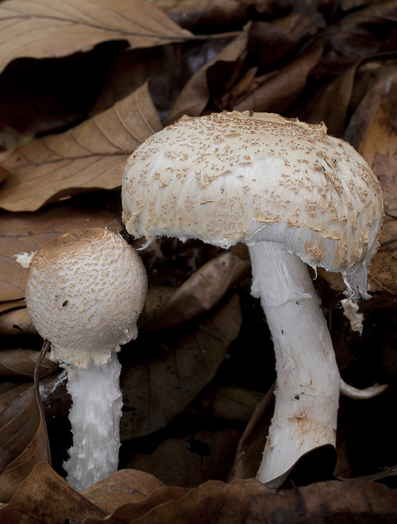 Lepiota clypeolaria